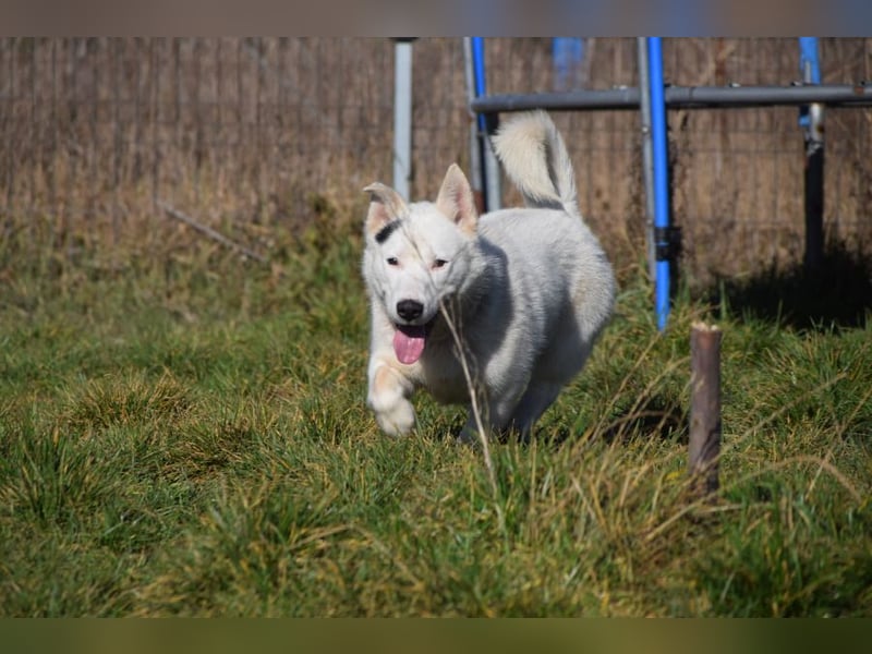 Danilo - auf PS in 53797 Lohmar - anfangs etwas vorsichtig, freundlich & verschmust