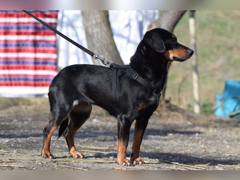 Lina - anfangs vorsichtig, verschmust und liebt es Küsschen zu geben