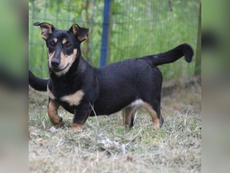 Sylvia - ist eine kleine lebensfrohe Hündin die noch etwas schüchtern ist