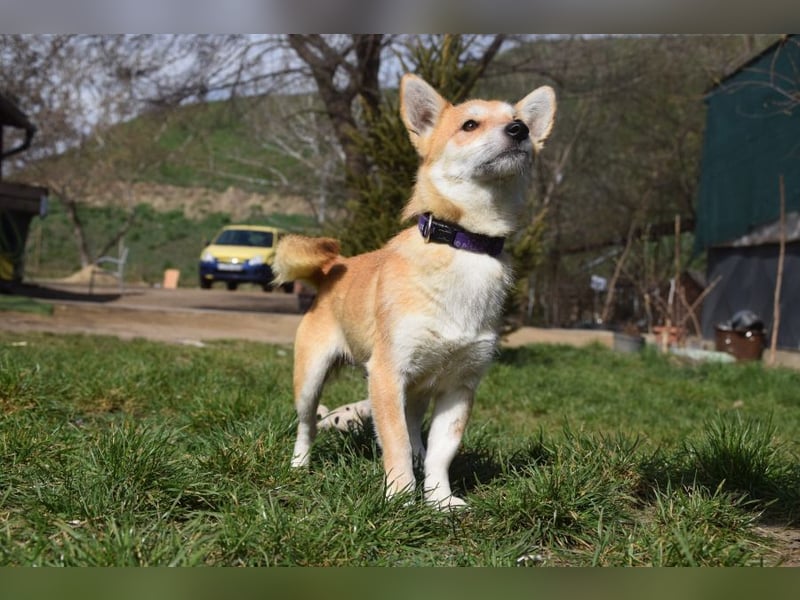 Valerie - sehr nette, menschenbezogene und verschmuste Hündin