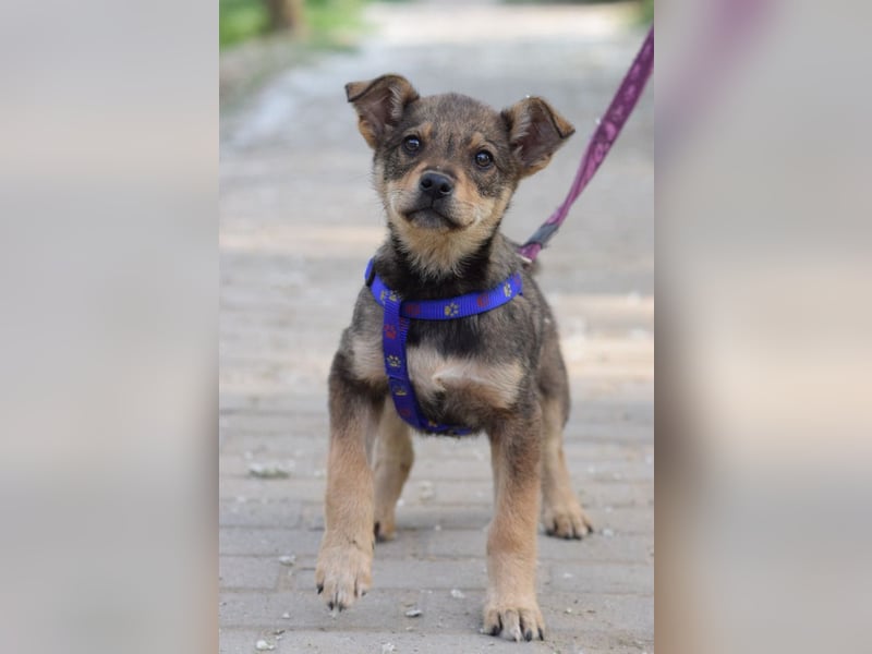 Melitta - verschmuste und freundliche kleine Dame