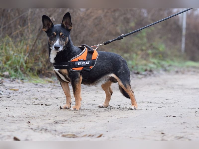 Zero - charmanter Rüde mit sehr nettem Charakter