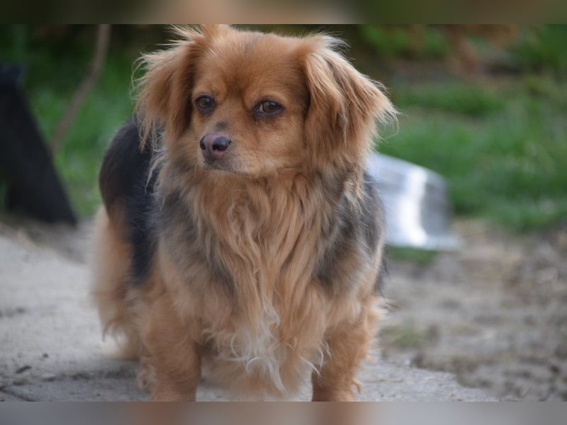 Felia - nette kleine Mischlingshündin die erst Vertrauen aufbauen muß