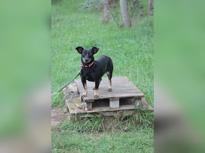 Amelie - liebevolle Hündin die Geborgenheit und Liebe sucht