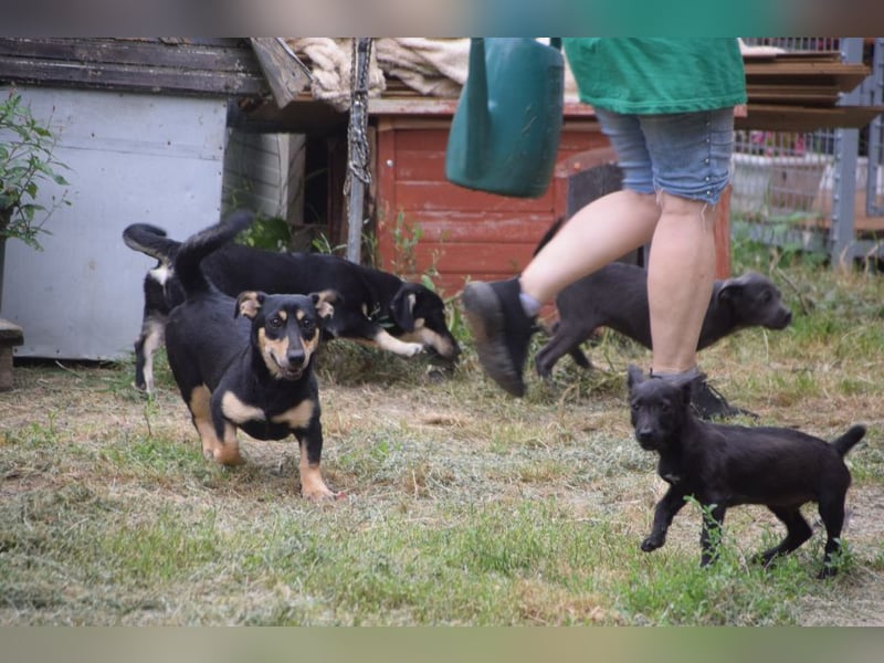 Sylvia - ist eine kleine lebensfrohe Hündin die noch etwas schüchtern ist