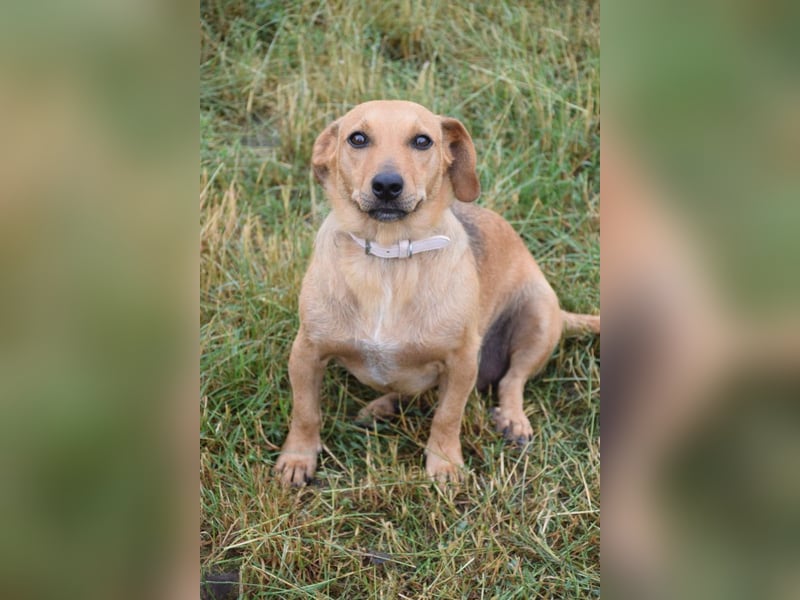 Pia - eine nette, freundliche, menschenbezogene Hündin