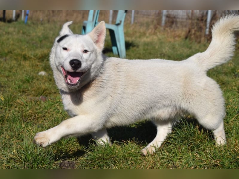 Danilo - auf PS in 53797 Lohmar - anfangs etwas vorsichtig, freundlich & verschmust
