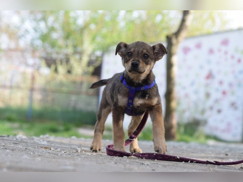 Melitta - verschmuste und freundliche kleine Dame