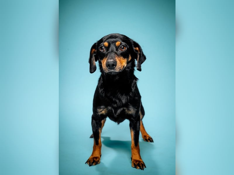 Lina - anfangs vorsichtig, verschmust und liebt es Küsschen zu geben