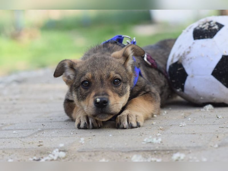 Melitta - verschmuste und freundliche kleine Dame