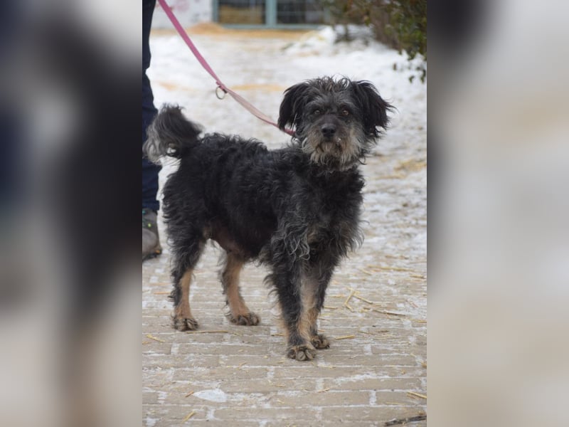 Lyra - bezaubernde Hündin, anhänglich, liebenswert & verschmust