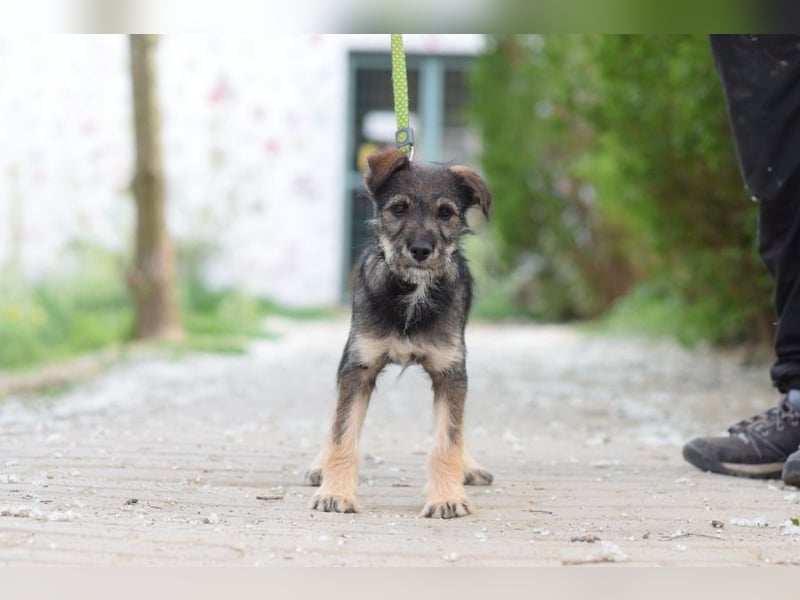 Thorsten - neugieriger, medium aktiver und verspielter Welpen Rüde