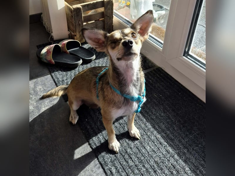 Peggy - kleine Maus sucht Herzensmensch