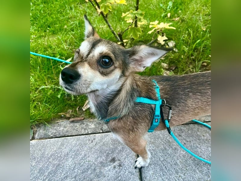 Peggy - kleine Maus sucht Herzensmensch