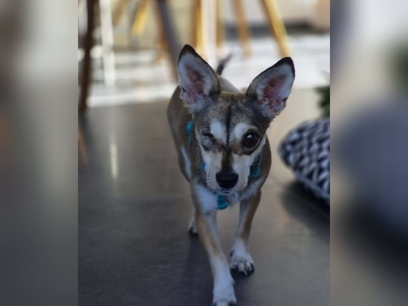 Peggy - kleine Maus sucht Herzensmensch
