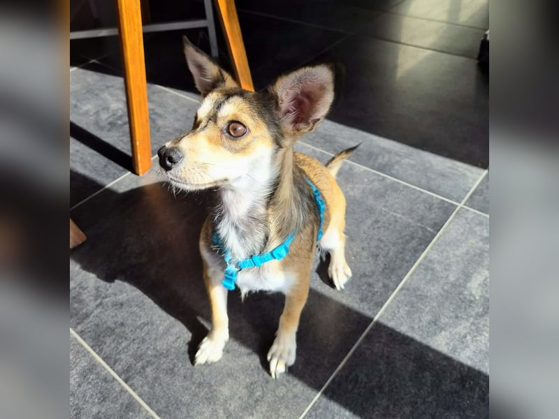 Peggy - kleine Maus sucht Herzensmensch