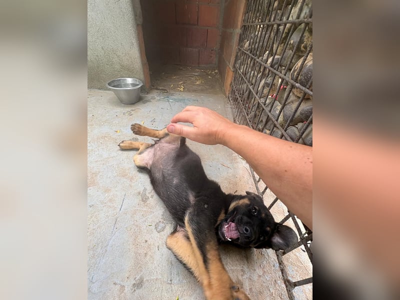 Kleine Liv sucht großes Glück