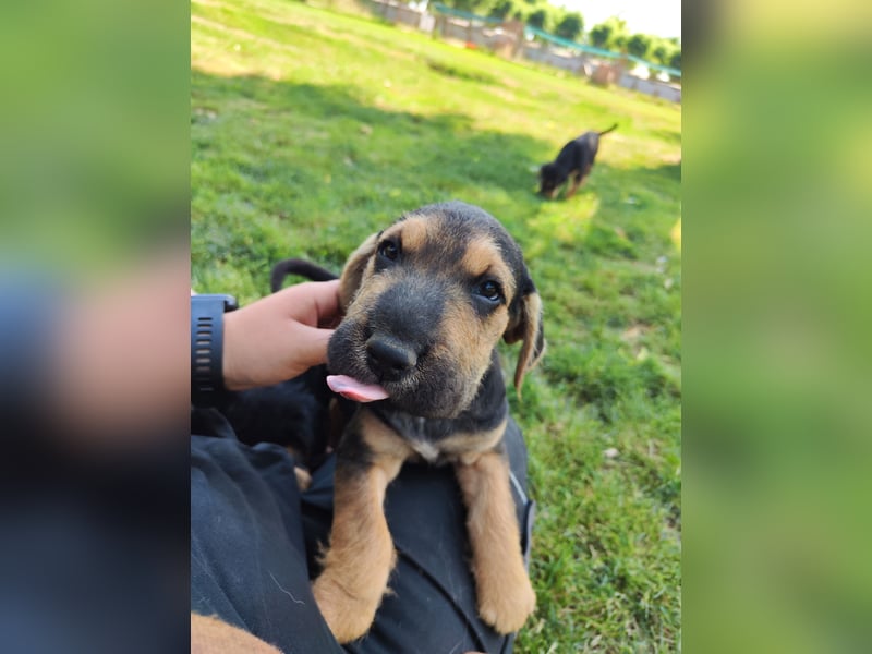 Dringend: Für unseren kleinen Lucas wird der Tierheim-Alltag zunehmend zur Belastung