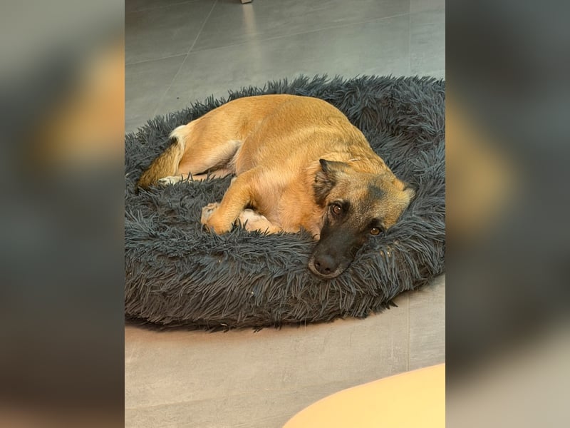 Zuhause gesucht - Lillie