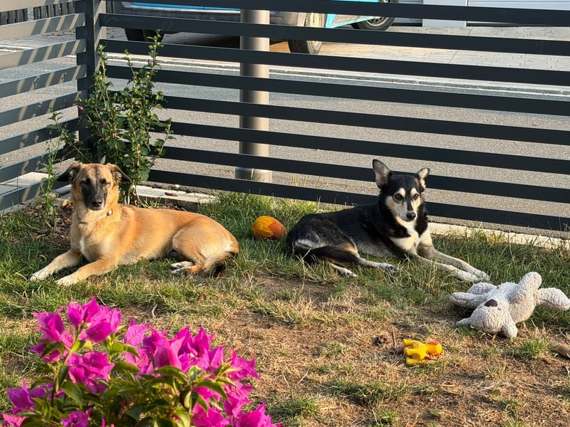 Zuhause gesucht - Lillie