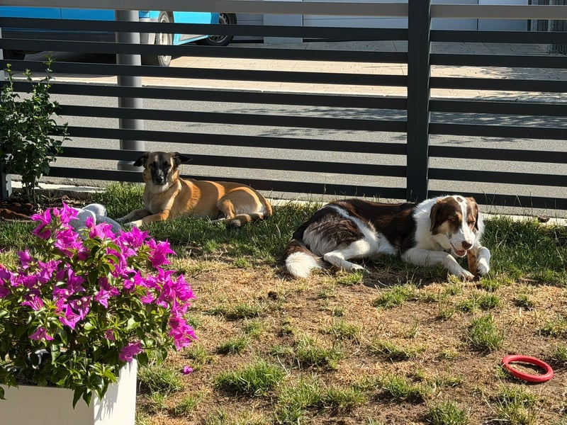 Zuhause gesucht - Lillie