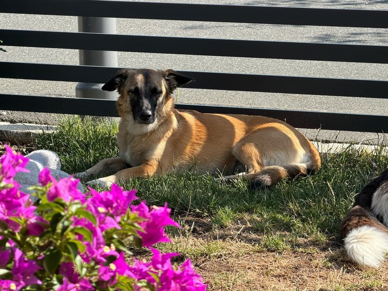 Zuhause gesucht - Lillie