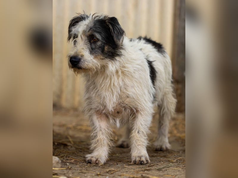 Nosy lieber Rüde wartet auf seine Herzensmenschen