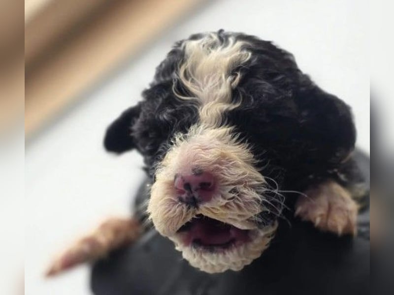 Schnuffeliger Daniel sucht seine liebe Familie