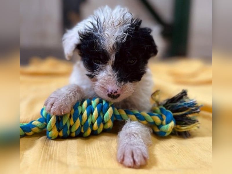 Zauberhafter Welpe Matti sucht seine Familie