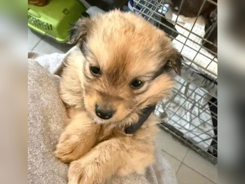 Josy - süßes Welpenmödchen