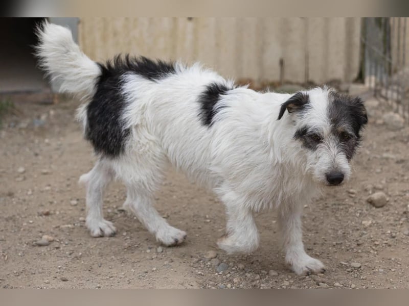 Nosy lieber Rüde wartet auf seine Herzensmenschen