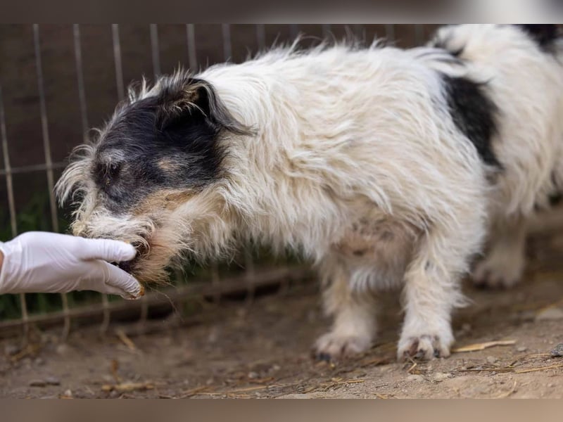 Nosy lieber Rüde wartet auf seine Herzensmenschen