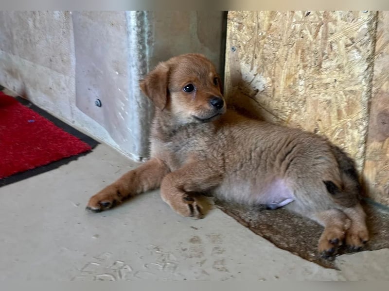 Welpe Iron sucht seine Menschen