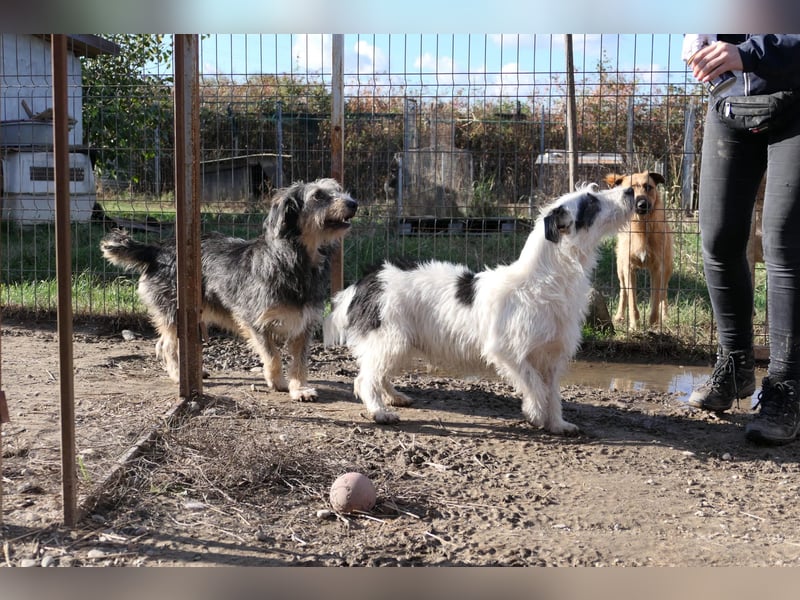 Nosy lieber Rüde wartet auf seine Herzensmenschen