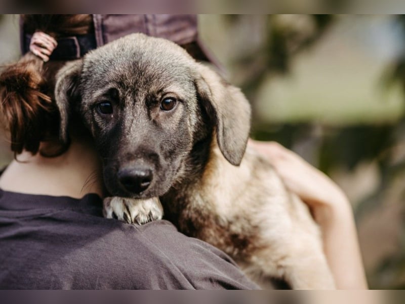 Unai süßer Junghund