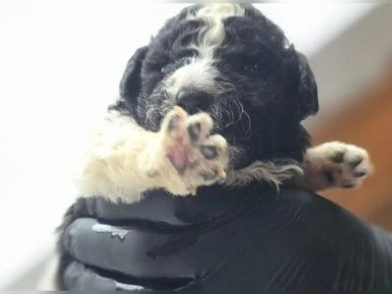 Dobby süßer Welpenjunge