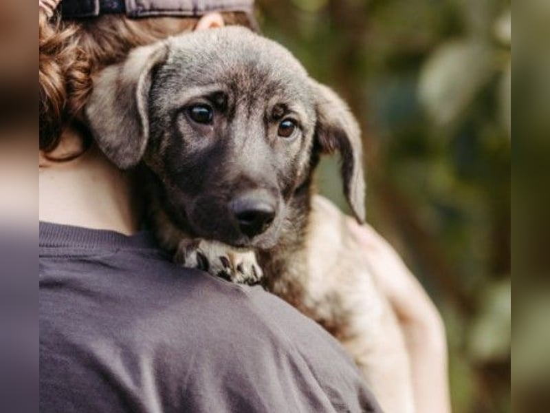 Unai süßer Junghund