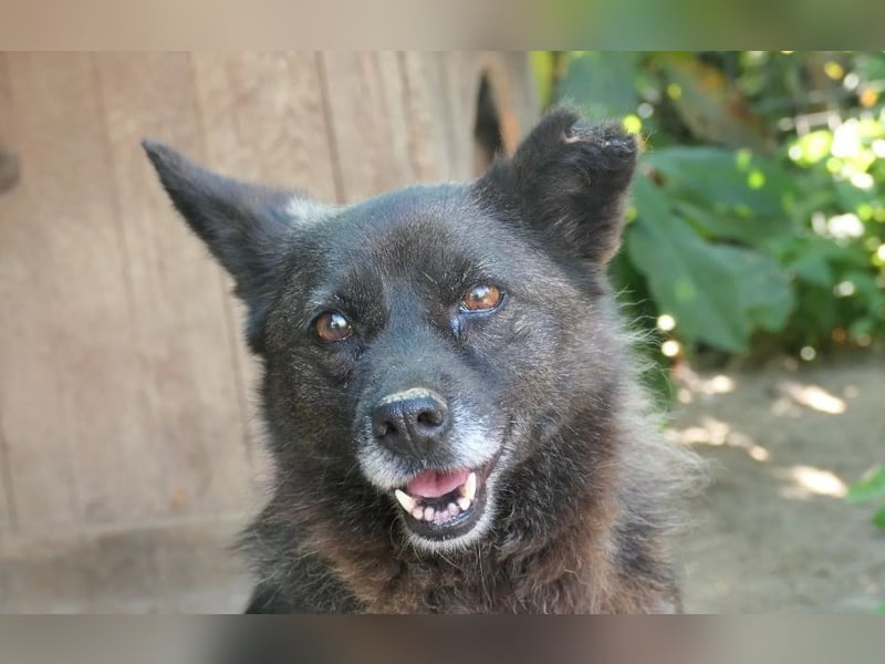 CARRIE - zauberhafte Hündin möchte so gern Vertrauen lernen