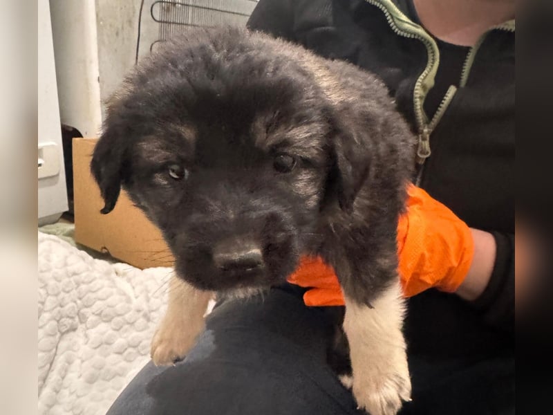 Hilda fröhlich verspielte Maus sucht ihre Menschen