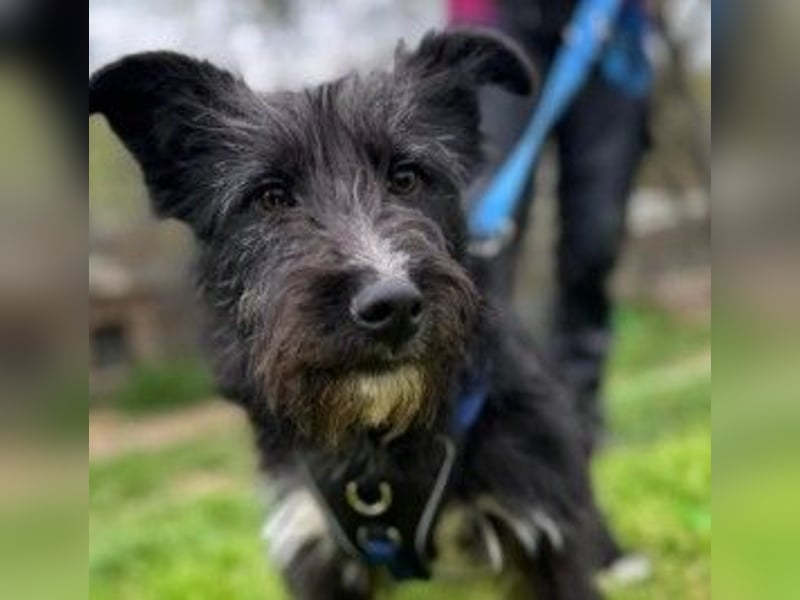 Verschmuste, freundliche Junghündin Susi sucht ihre Familie