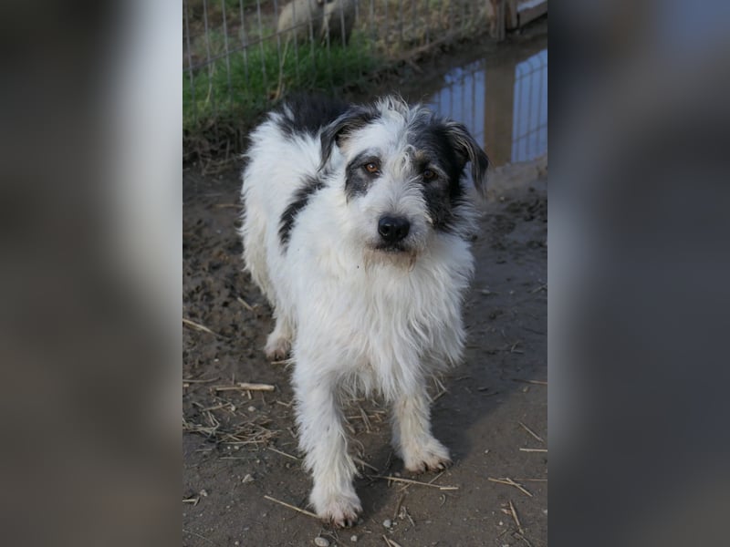 Nosy lieber Rüde wartet auf seine Herzensmenschen