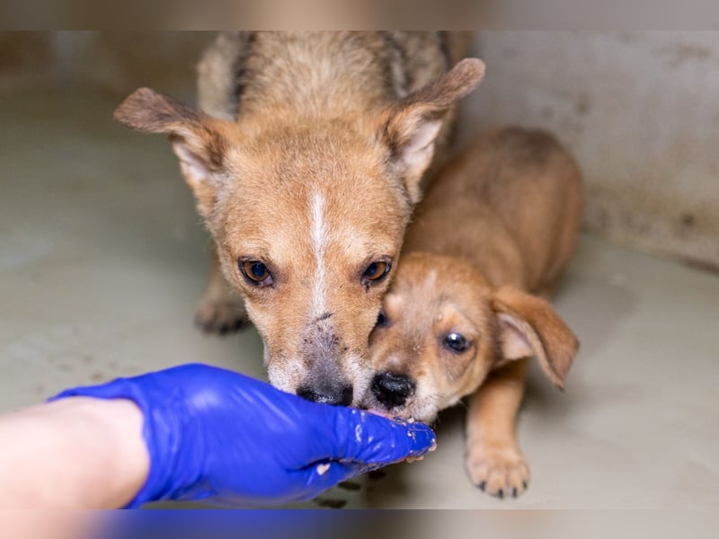 Ira - sanfte Maus sucht ihr Haus