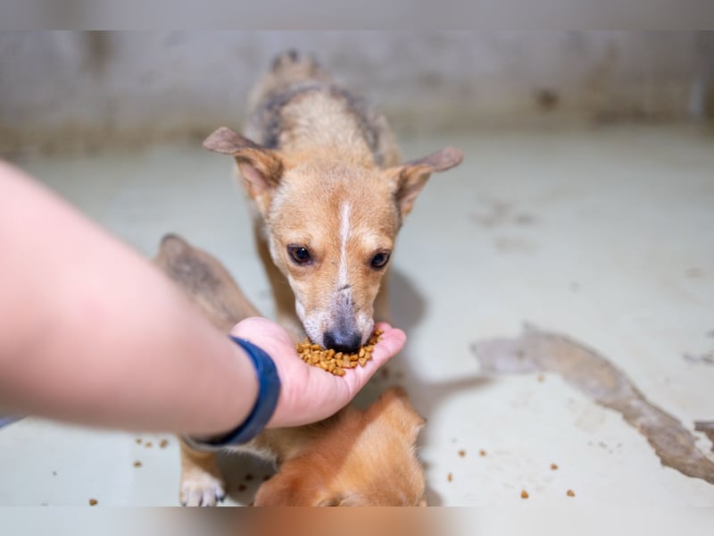 Ira - sanfte Maus sucht ihr Haus