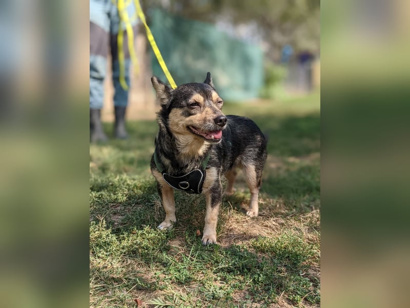 Lotti sucht ein neues Zuhause