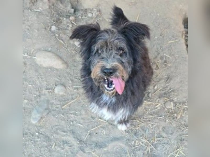 Verschmuste, freundliche Junghündin Susi sucht ihre Familie