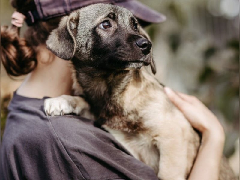 Unai süßer Junghund