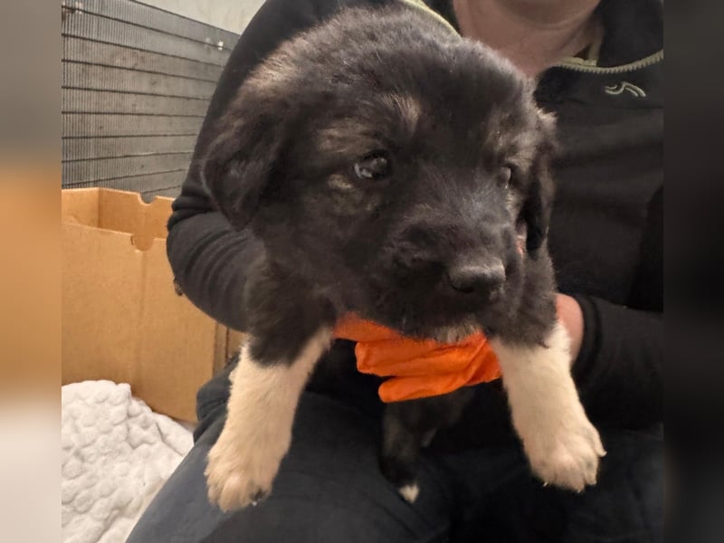 Hilda fröhlich verspielte Maus sucht ihre Menschen