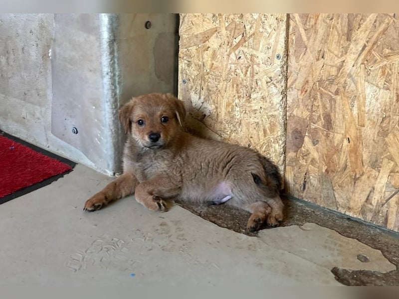 Welpe Iron sucht seine Menschen