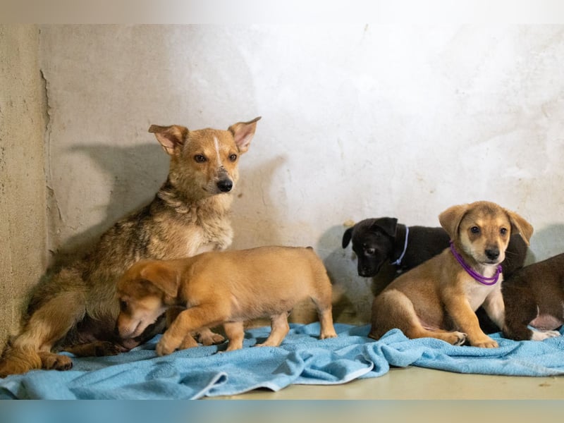 Ira - sanfte Maus sucht ihr Haus