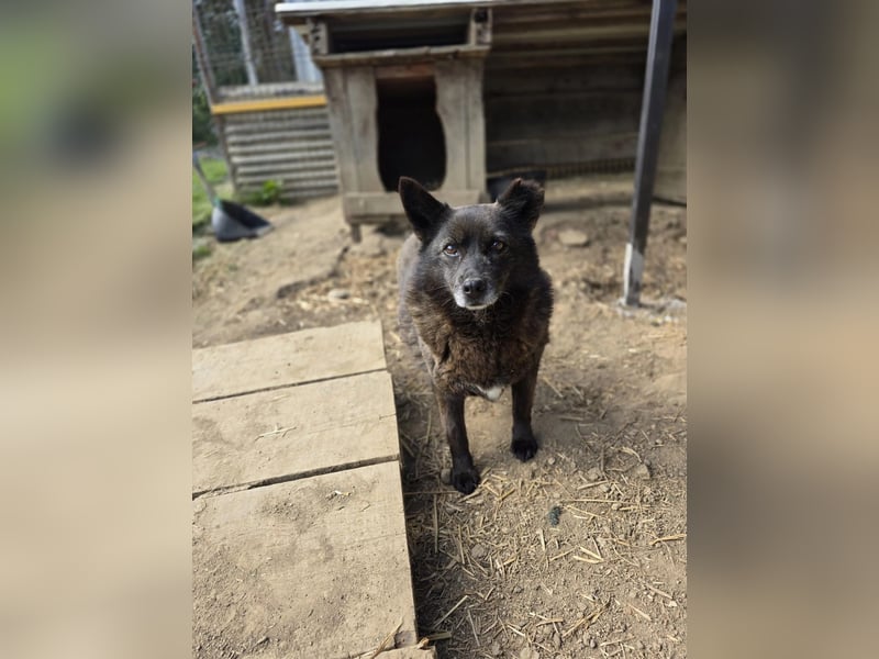 CARRIE - zauberhafte Hündin möchte so gern Vertrauen lernen